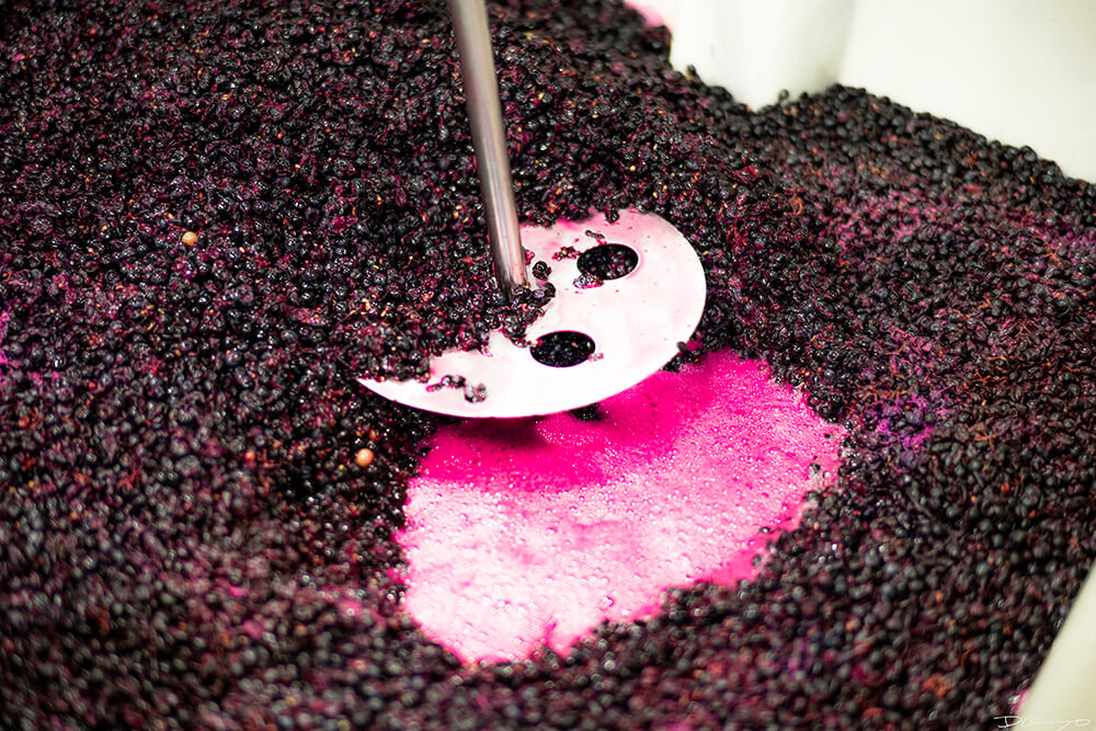 Photos with Communique Wines in McMinville, Oregon, in the Fall of 2020.